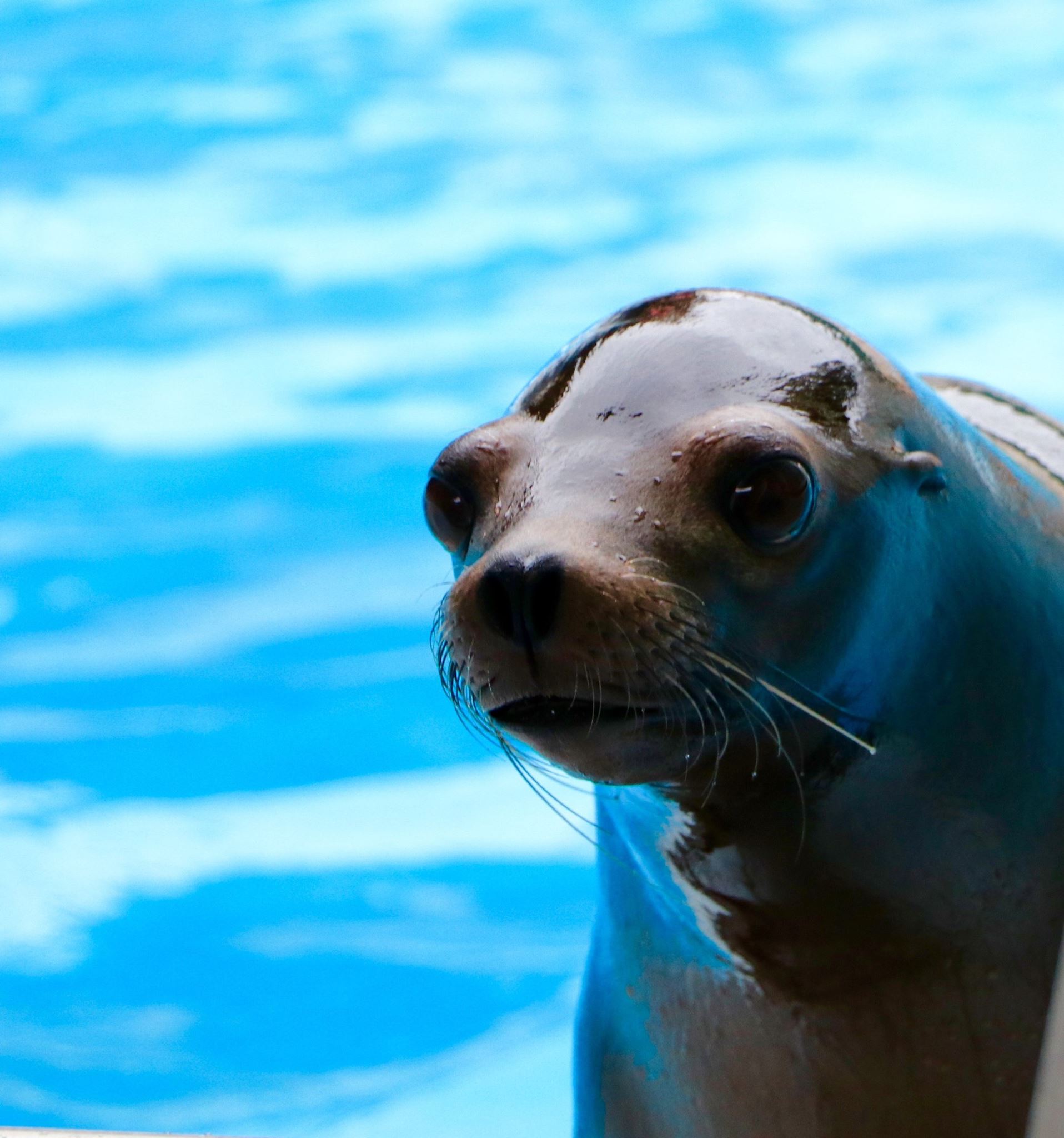 Columbus Zoo announces arrival of 10 California sea lions, 4 harbor seals